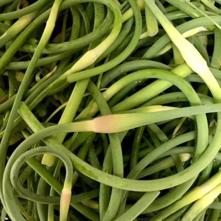 Garlic Scape Pickle