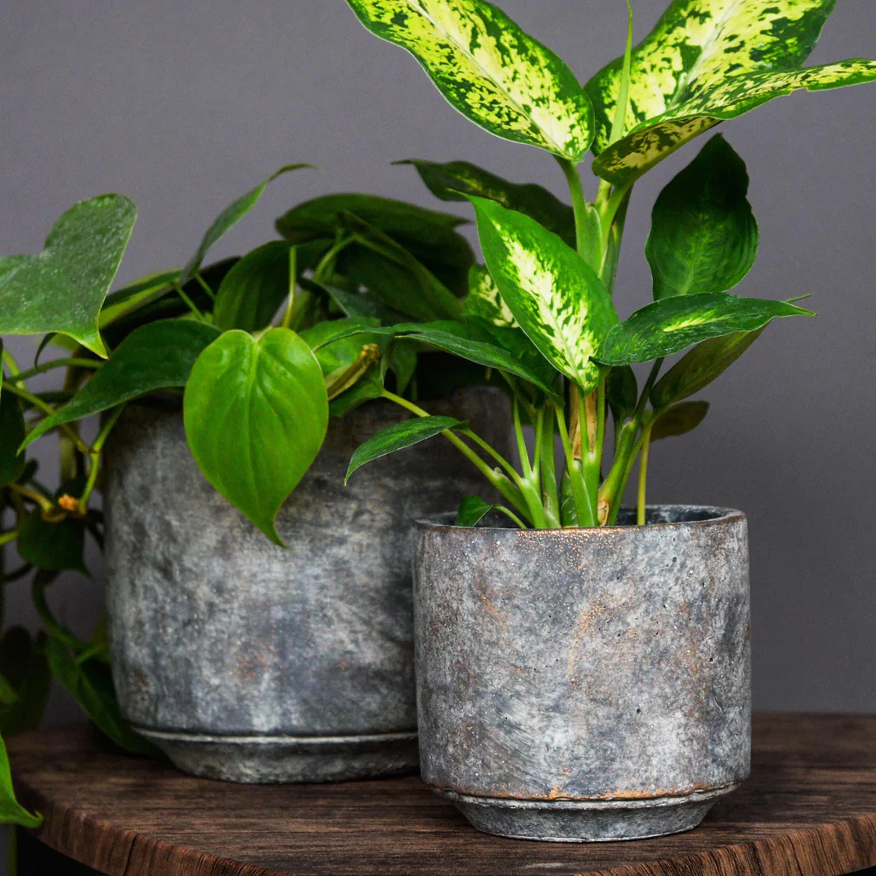 Ivyline 18cm Earth Tivoli Ceramic Planter
